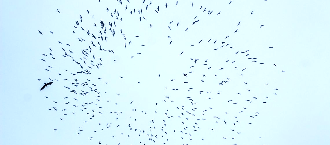 Résilience oiseaux